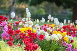 Blooming flowers in the park. There are tulips and mums in various colors like white, bright pink, red, and yellow.